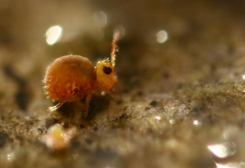 Réf. 247 680 : Sminthurides aquaticus